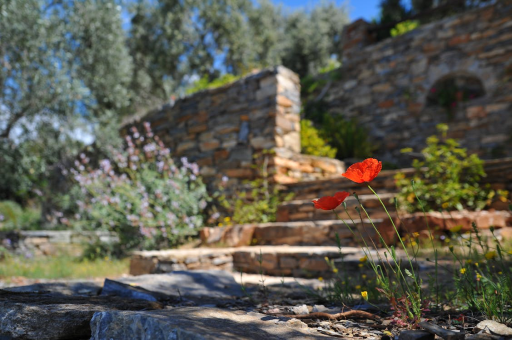 Two red flowers next to stairs