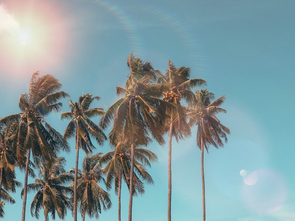 A grove of palm trees