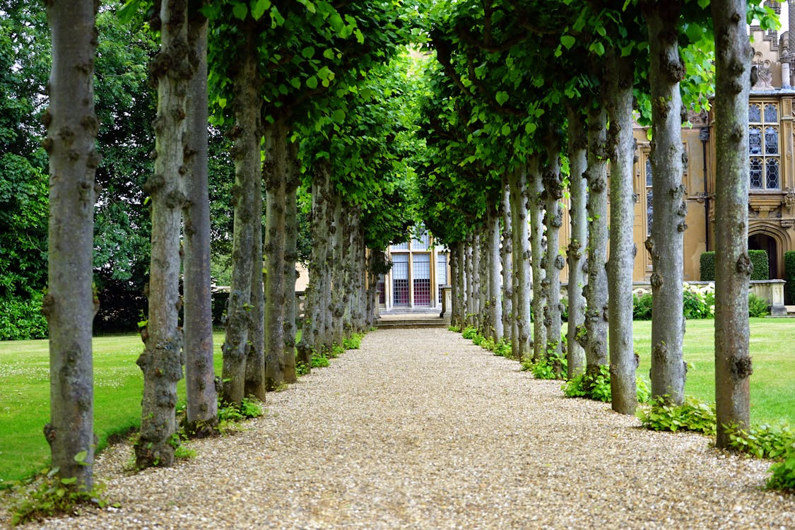 A pathway between trees and a house