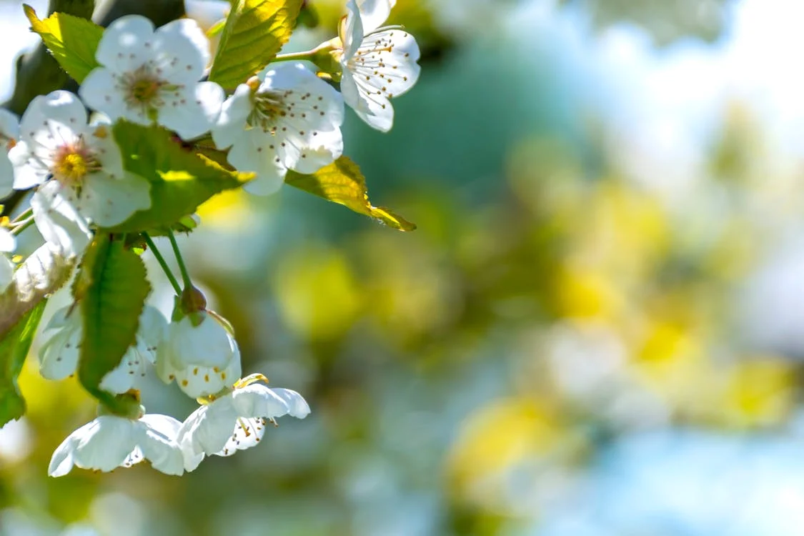 White flowers