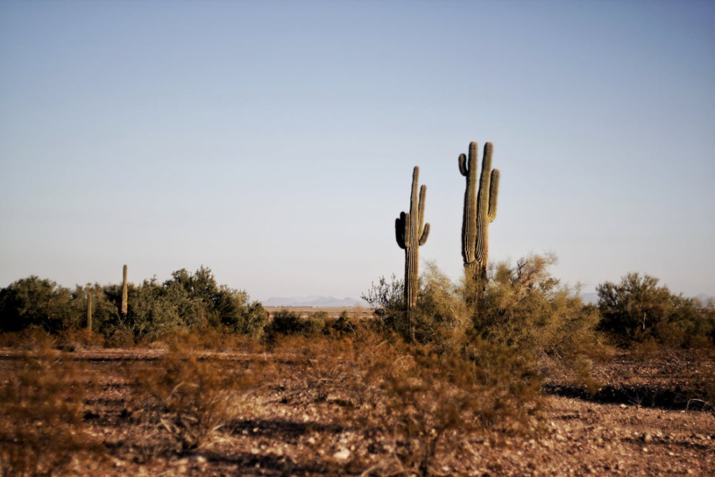 Two green cactus in Arizona