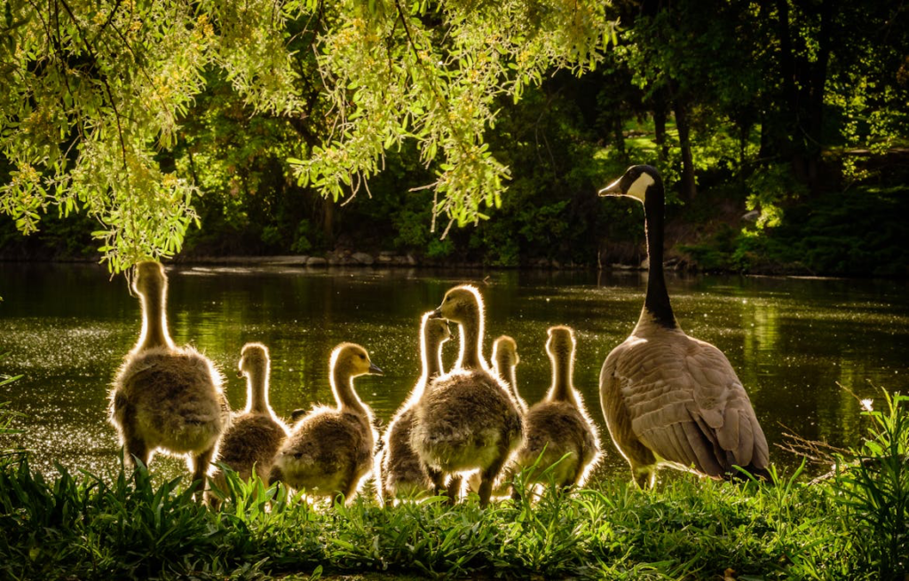 Geese at a park at night